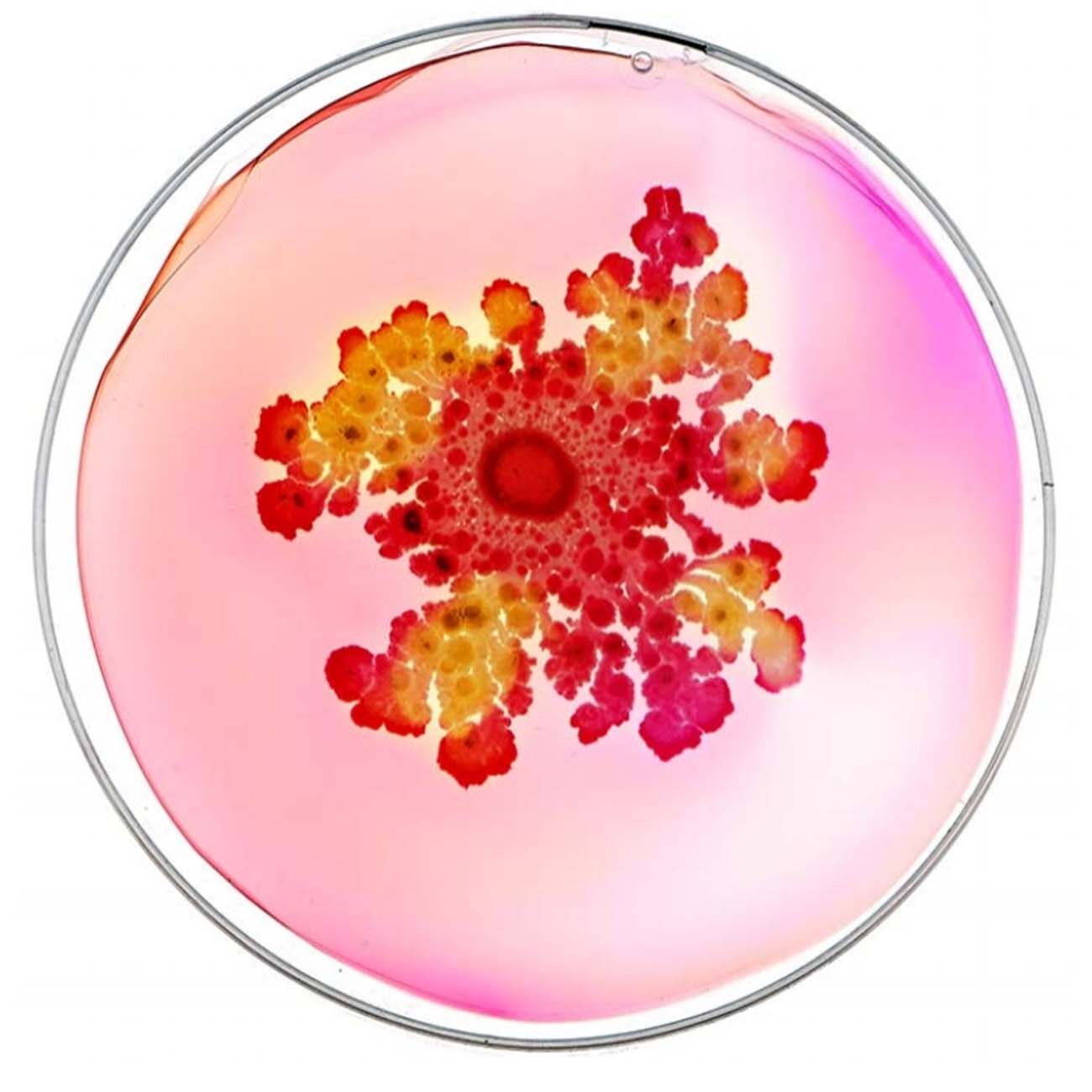 A petrie dish with a vibrant pink fluid and bacteria growth